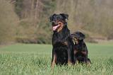 BEAUCERON - ADULTS and PUPPIES 068